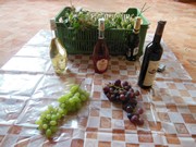 Vinobraní, pivobraní - Prevence rizikového chování